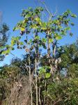 : - Cecropia pachystachya