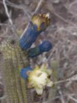 : - Cipocereus minensis