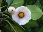 : - Clusia nemorosa