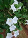 : - Cordia superba