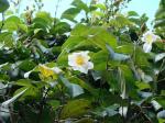 : - Amphilophium elongatum
