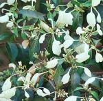 : - Calycophyllum candidissimum