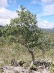 : - Guapira graciliflora
