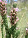 : - Hyptis imbricatiformis