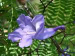: - Jacaranda cuspidifolia