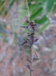 : - Lippia florida