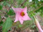 : - Mandevilla martiana