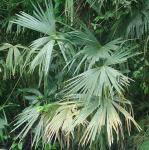Panamapalme - Carludovica palmata