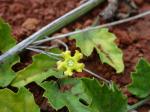 : - Melancium campestre