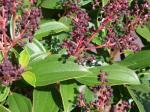 : - Miconia theizans