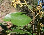 : - Ocotea spixiana