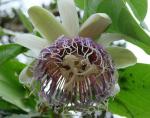 : - Passiflora nitida