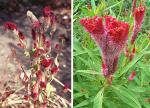 Silber-Brandschopf - Celosia argentea
