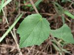 : - Peltaea obsita