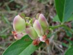 : - Polygala spectabilis