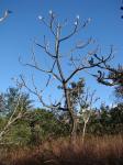 : - Pseudobombax longiflorum