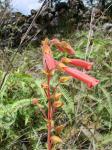 : - Sinningia elatior