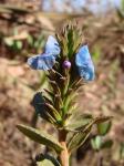 : - Stachytarpheta reticulata