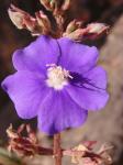 : - Tibouchina heteromalla