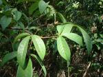 : - Vitex megapotamica