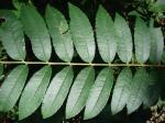 : - Zanthoxylum rhoifolium
