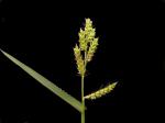 Japanhirse - Echinochloa frumentacea
