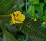 : - Chamaecrista nictitans