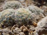 : - Escobaria missouriensis