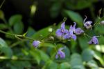 : - Bletia purpurea