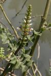 : - Acanthus ebracteatus