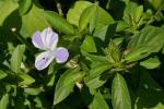 Philippinenveilchen - Barleria cristata