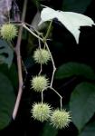 : - Byttneria aspera