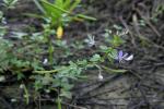 : - Cleome rutidosperma