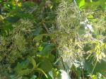 : - Clematis dioica