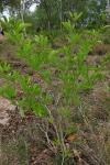 : - Ampelocissus acetosa