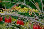 : - Agapetes serpens