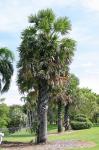 Palmyrapalme - Borassus flabellifer