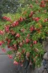 Papageienschnabel-Clianthus puniceus
