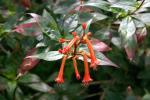 : - Cuphea caeciliae