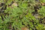 Verlotscher Beifuß - Artemisia verlotiorum