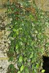 : - Dischidia ovata