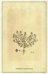 Dreiteiliger Ehrenpreis - Veronica triphyllos