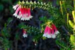: - Epacris longiflora