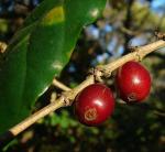Arabica-Kaffee - Coffea arabica