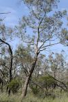 : - Eucalyptus viminalis subsp. pryoriana