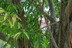 : - Ficus binnendijkii