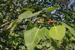 Pappel-Feige - Ficus religiosa
