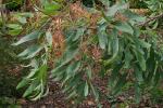 : - Grevillea decurrens