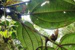 : - Conostegia rufescens