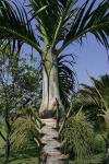 Spindelpalme - Hyophorbe verschaffeltii